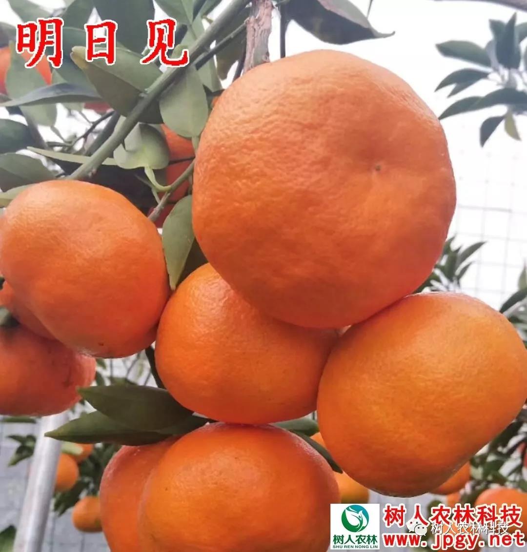 湖南樹人農(nóng)林科技有限公司,湖南柑橘品種銷售,中國果樹網(wǎng),常綠果樹類哪里好