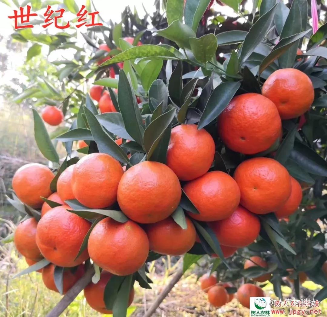 湖南樹人農(nóng)林科技有限公司,湖南柑橘品種銷售,中國果樹網(wǎng),常綠果樹類哪里好