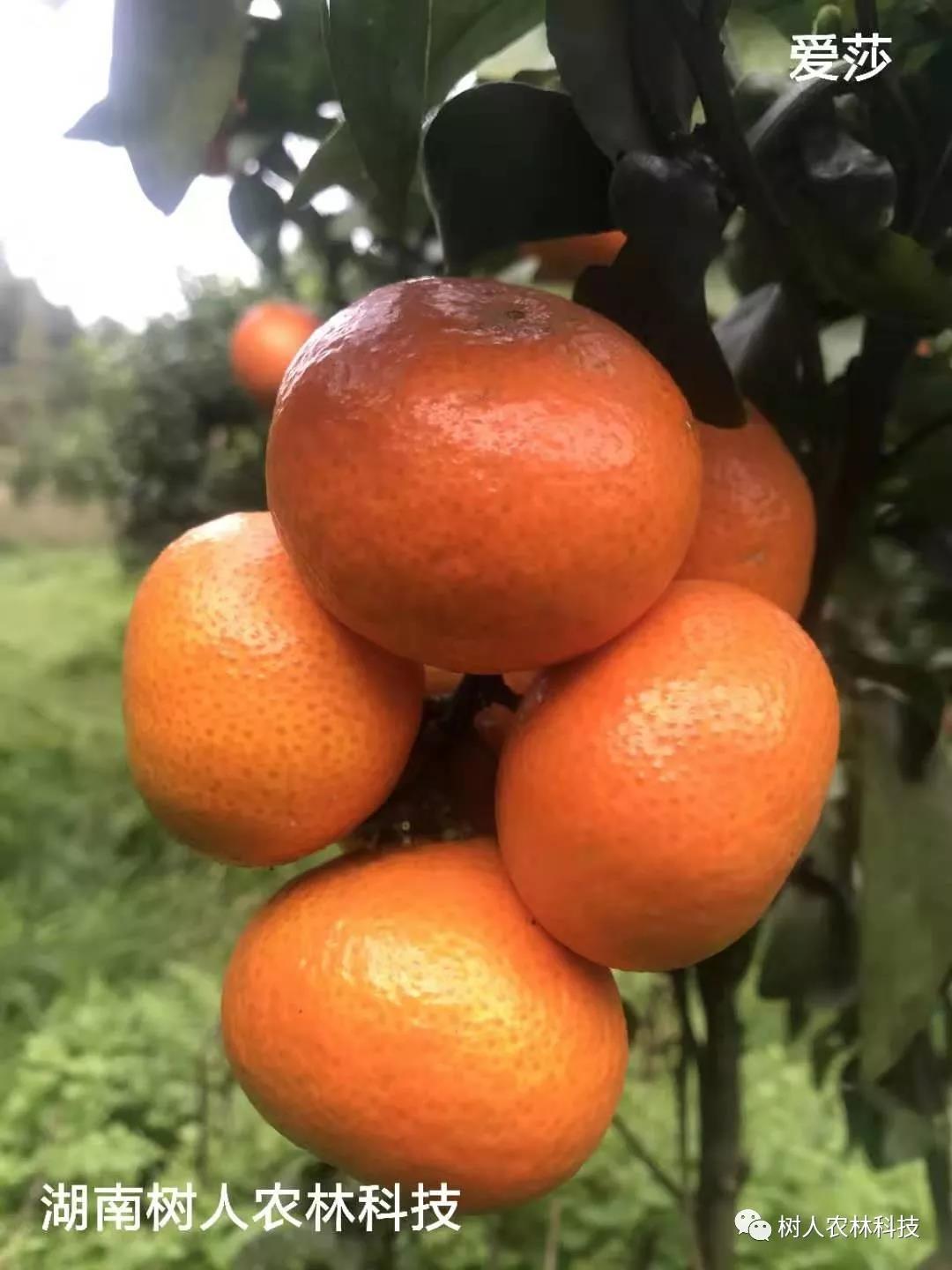 湖南樹人農(nóng)林科技有限公司,湖南柑橘品種銷售,中國果樹網(wǎng),常綠果樹類哪里好