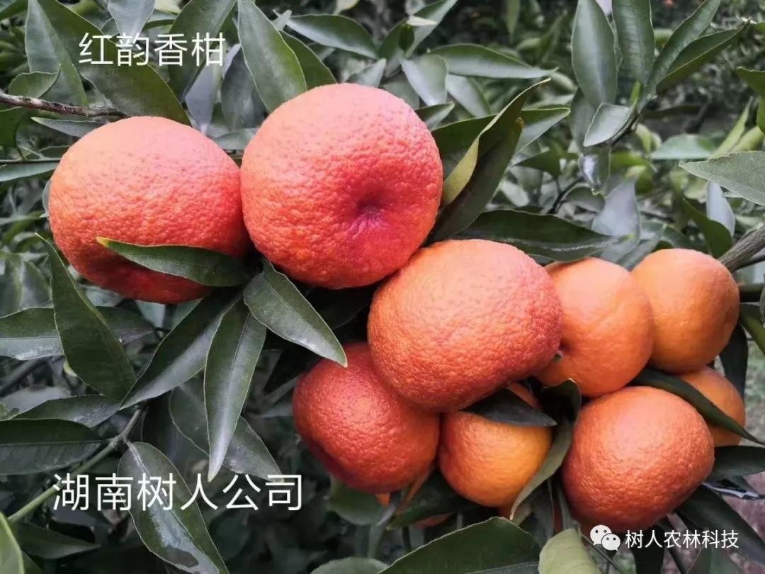 湖南樹人農(nóng)林科技有限公司,湖南柑橘品種銷售,中國果樹網(wǎng),常綠果樹類哪里好