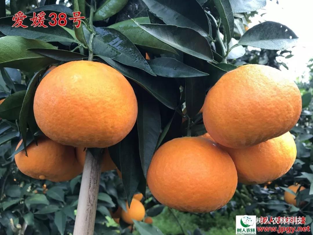 湖南樹人農(nóng)林科技有限公司,湖南柑橘品種銷售,中國果樹網(wǎng),常綠果樹類哪里好