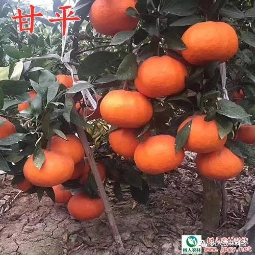 湖南樹人農(nóng)林科技有限公司,湖南柑橘品種銷售,中國果樹網(wǎng),常綠果樹類哪里好