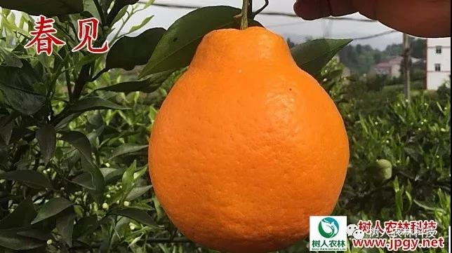 湖南樹人農(nóng)林科技有限公司,湖南柑橘品種銷售,中國果樹網(wǎng),常綠果樹類哪里好
