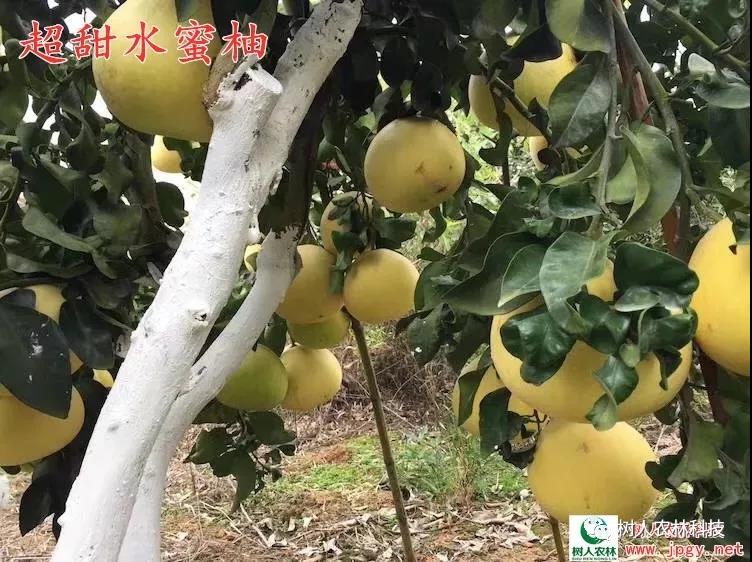 湖南樹人農(nóng)林科技有限公司,湖南柑橘品種銷售,中國果樹網(wǎng),常綠果樹類哪里好