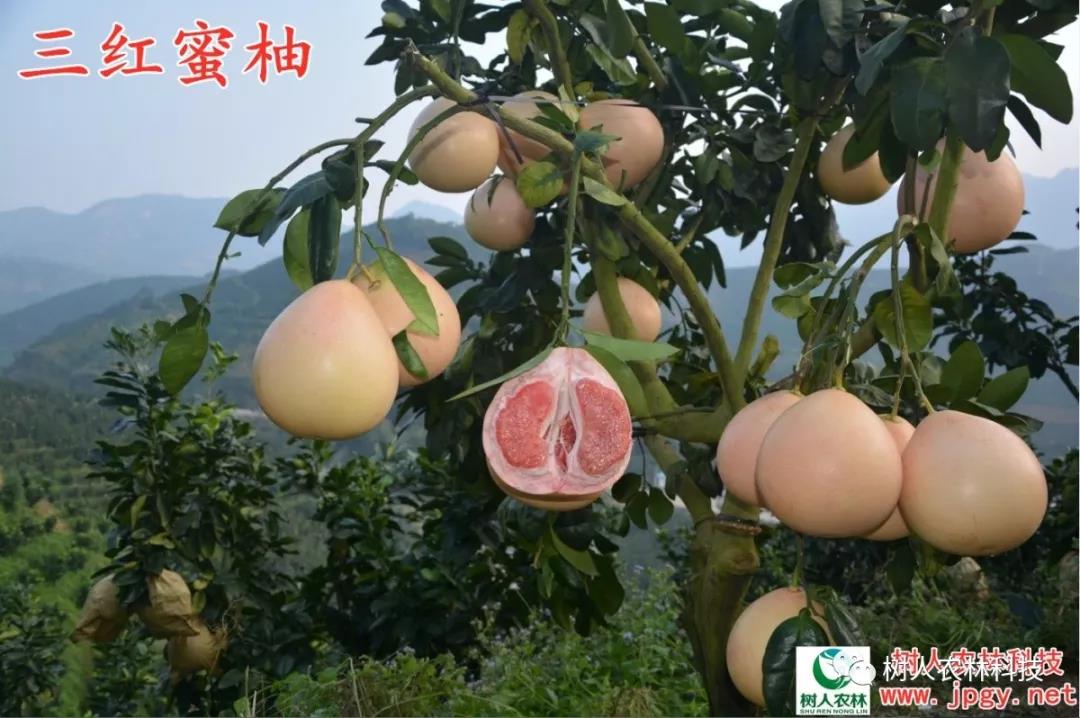 湖南樹人農(nóng)林科技有限公司,湖南柑橘品種銷售,中國果樹網(wǎng),常綠果樹類哪里好