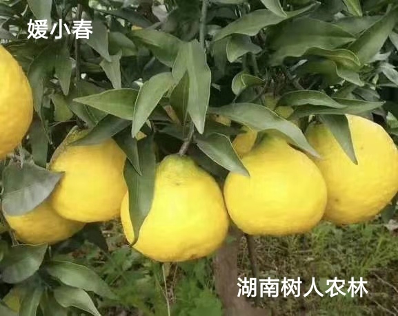 湖南樹人農(nóng)林科技有限公司,湖南柑橘品種銷售,中國果樹網(wǎng),常綠果樹類哪里好
