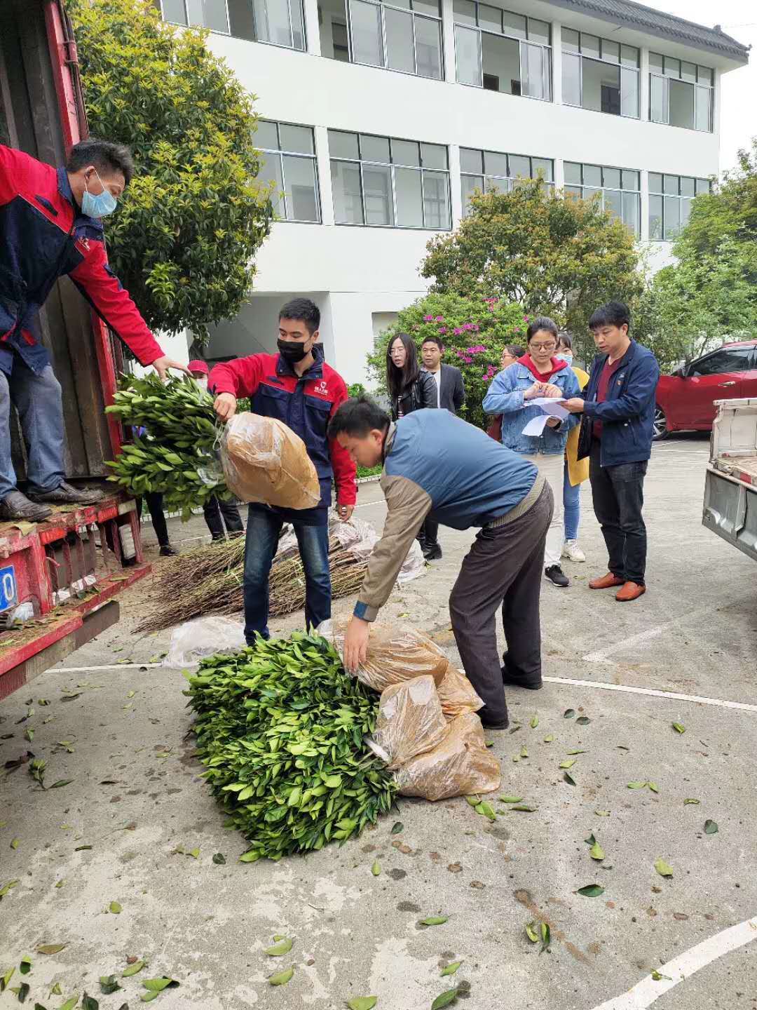 湖南樹人農林科技有限公司,湖南柑橘品種銷售,中國果樹網,常綠果樹類哪里好