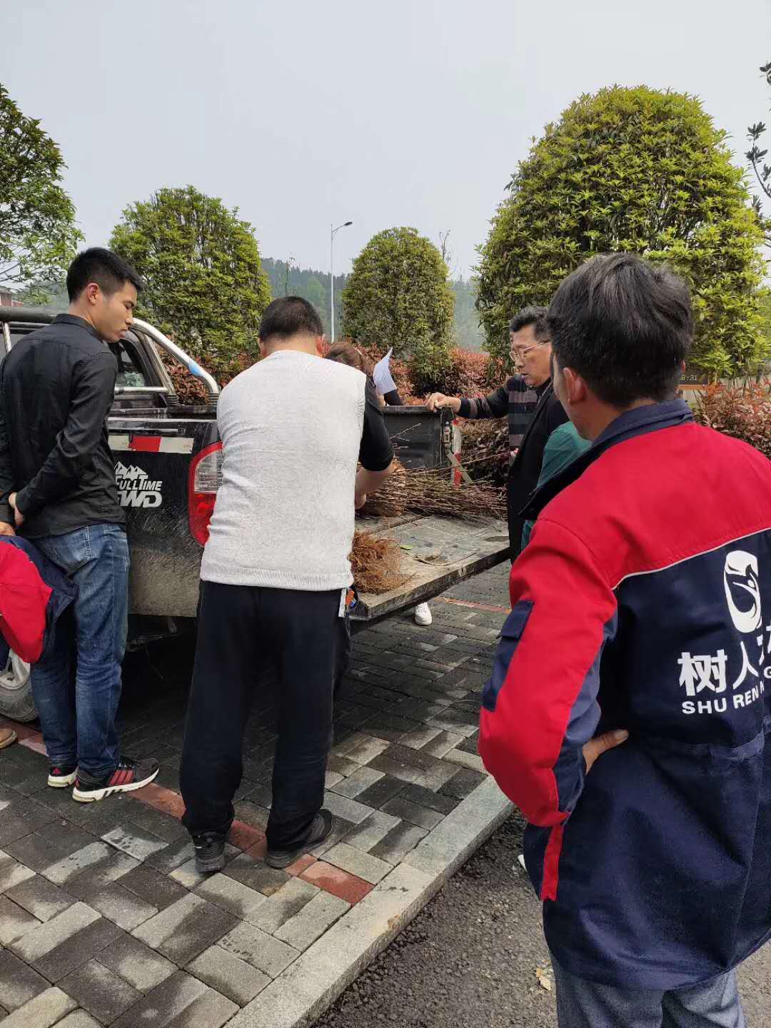 湖南樹人農林科技有限公司,湖南柑橘品種銷售,中國果樹網,常綠果樹類哪里好