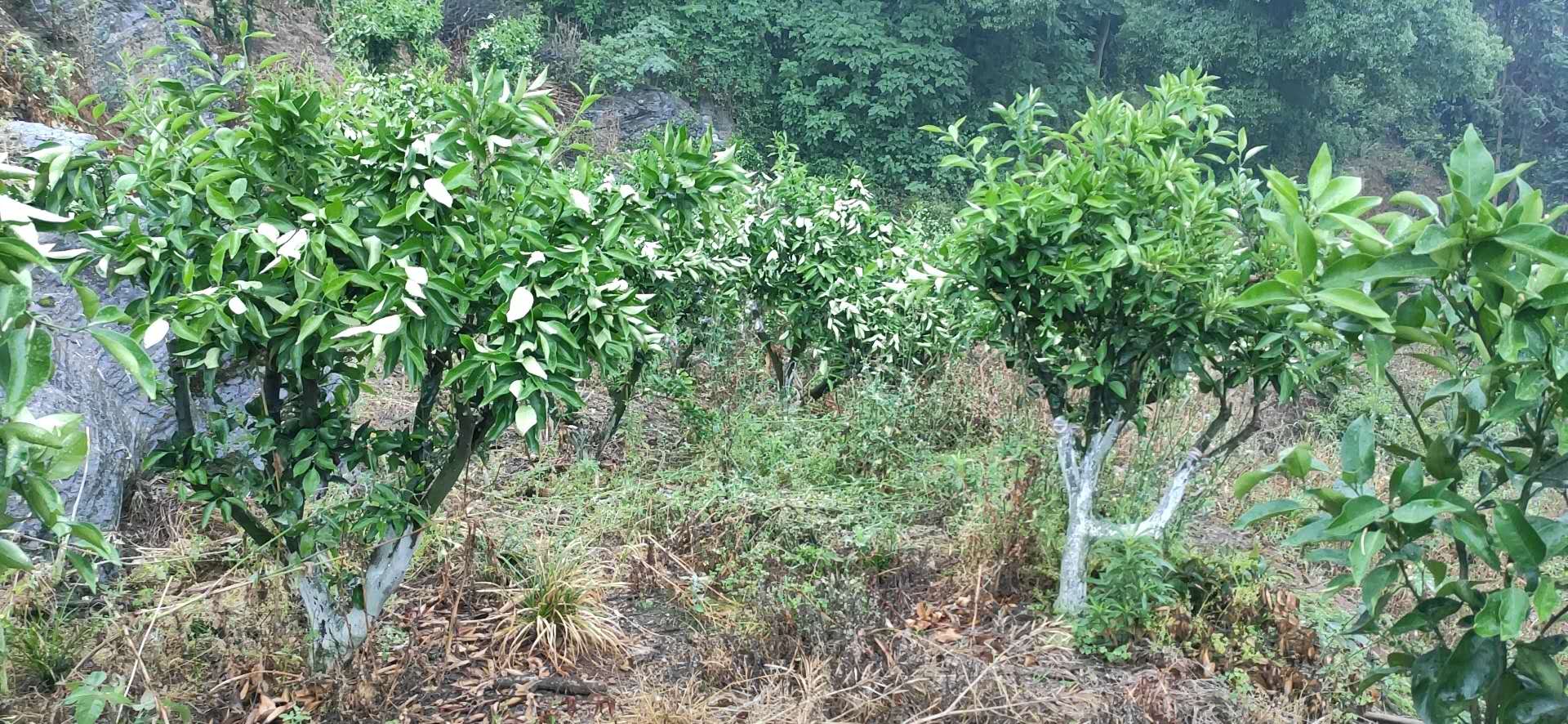 湖南樹人農林科技有限公司,湖南柑橘品種銷售,中國果樹網,常綠果樹類哪里好 湖南樹人農林科技有限公司,湖南柑橘品種銷售,中國果樹網,常綠果樹類哪里好