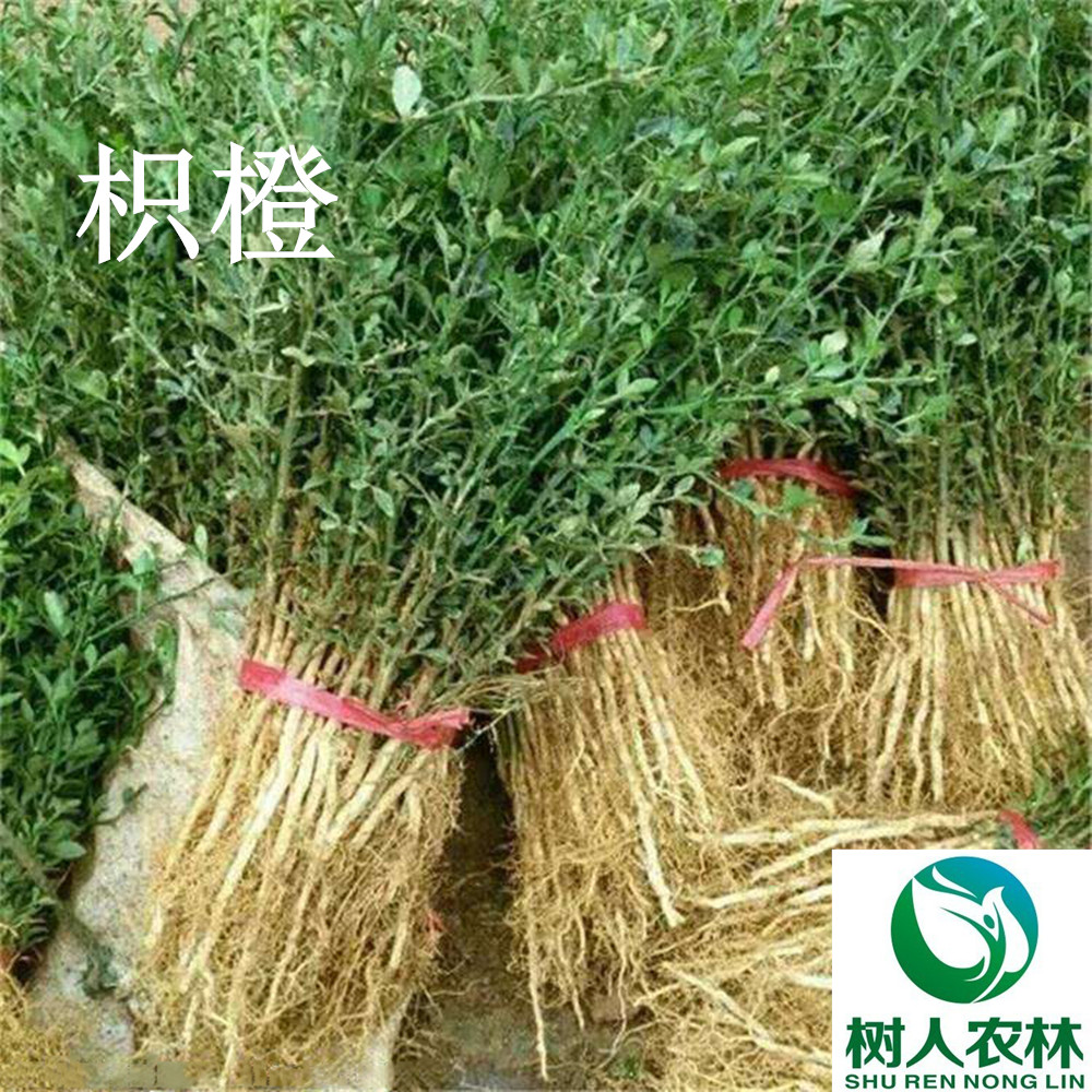 湖南樹人農林科技有限公司,湖南柑橘品種銷售,中國果樹網,常綠果樹類哪里好