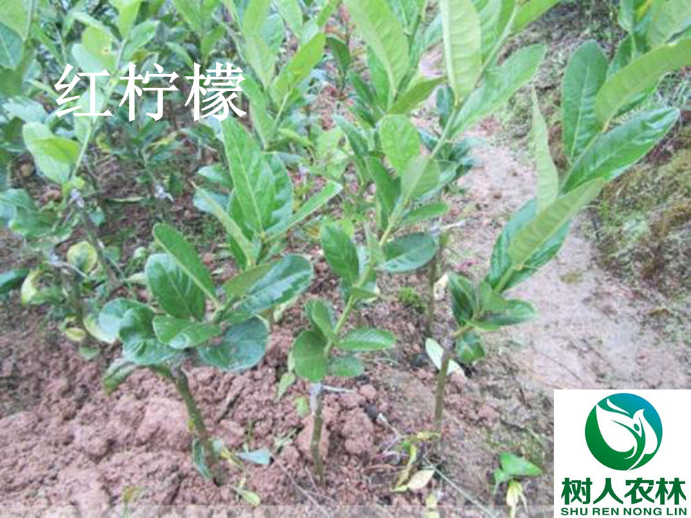 湖南樹人農林科技有限公司,湖南柑橘品種銷售,中國果樹網,常綠果樹類哪里好