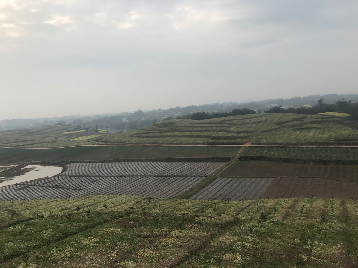 湖南樹人農林科技有限公司,湖南柑橘品種銷售,中國果樹網,常綠果樹類哪里好