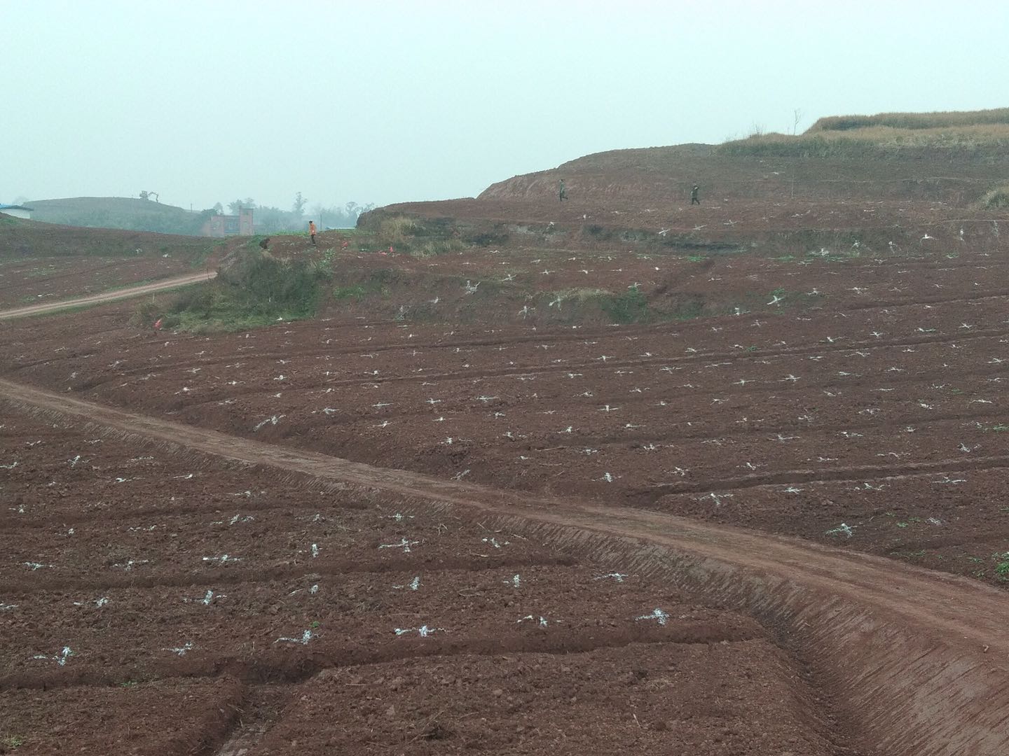 湖南樹人農林科技有限公司,湖南柑橘品種銷售,中國果樹網,常綠果樹類哪里好