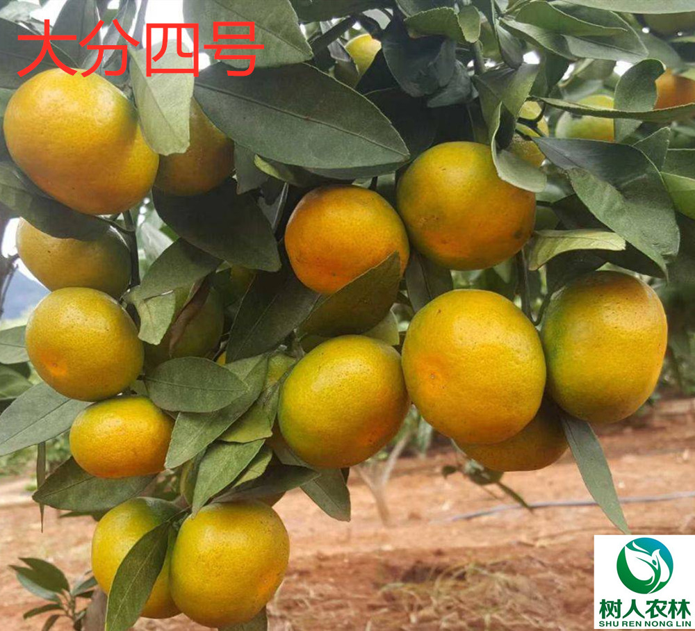 湖南樹人農林科技有限公司,湖南柑橘品種銷售,中國果樹網,常綠果樹類哪里好