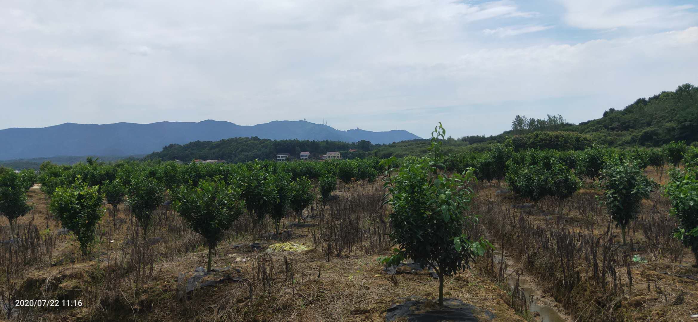 湖南樹人農(nóng)林科技有限公司,湖南柑橘品種銷售,中國(guó)果樹網(wǎng),常綠果樹類哪里好