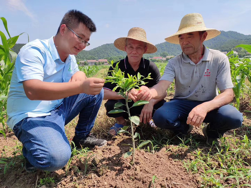 湖南樹人農(nóng)林科技有限公司,湖南柑橘品種銷售,中國(guó)果樹網(wǎng),常綠果樹類哪里好