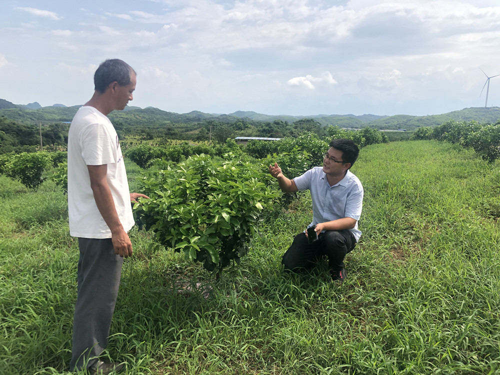 湖南樹人農(nóng)林科技有限公司,湖南柑橘品種銷售,中國(guó)果樹網(wǎng),常綠果樹類哪里好