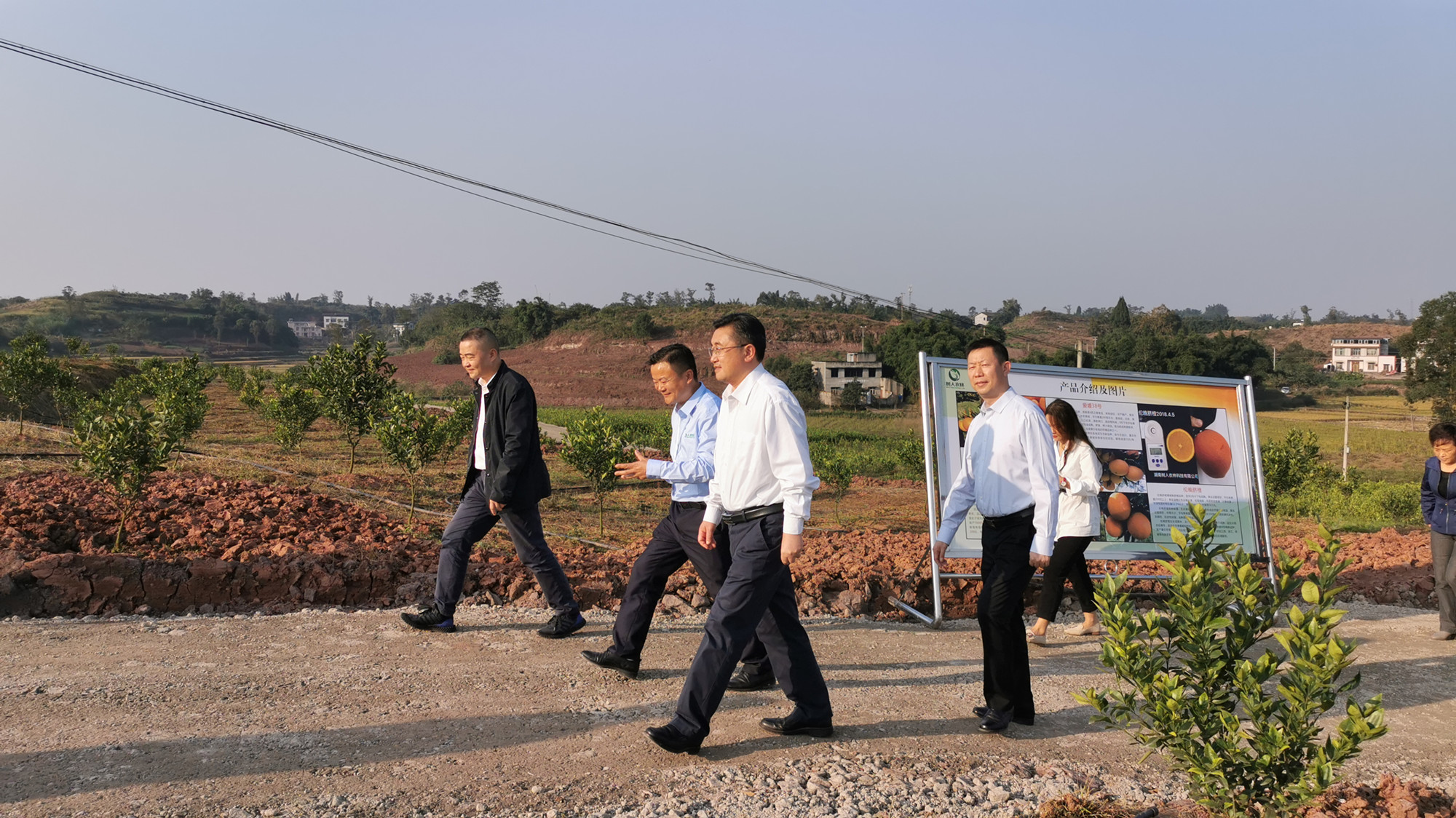 湖南樹人農林科技有限公司,湖南柑橘品種銷售,中國果樹網,常綠果樹類哪里好