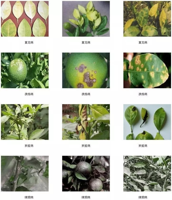 湖南樹人農林科技有限公司,湖南柑橘品種銷售,中國果樹網,常綠果樹類哪里好 湖南樹人農林科技有限公司,湖南柑橘品種銷售,中國果樹網,常綠果樹類哪里好