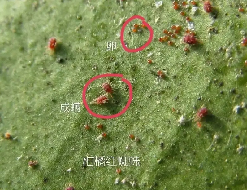 湖南樹人農林科技有限公司,湖南柑橘品種銷售,中國果樹網,常綠果樹類哪里好