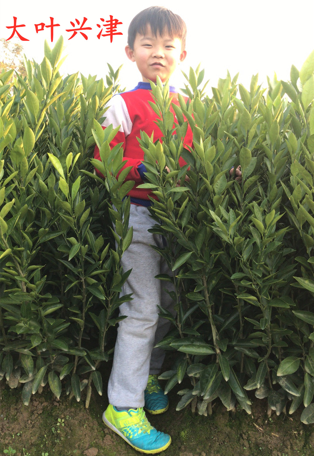 湖南樹人農(nóng)林科技有限公司,湖南柑橘品種銷售,中國(guó)果樹網(wǎng),常綠果樹類哪里好