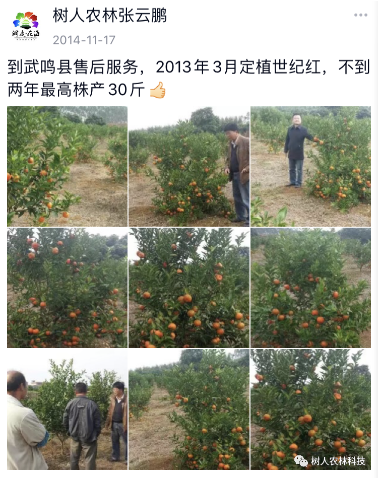 湖南樹人農林科技有限公司,湖南柑橘品種銷售,中國果樹網,常綠果樹類哪里好