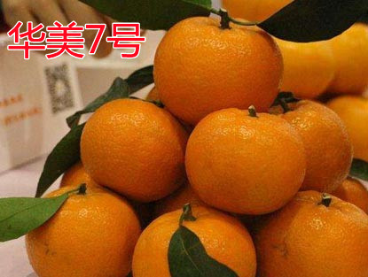 湖南樹人農(nóng)林科技有限公司,湖南柑橘品種銷售,中國(guó)果樹網(wǎng),常綠果樹類哪里好