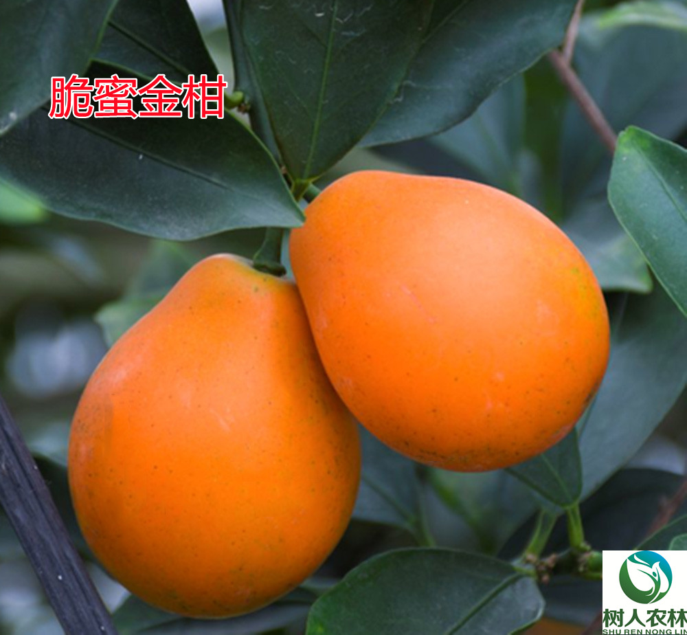 湖南樹人農(nóng)林科技有限公司,湖南柑橘品種銷售,中國(guó)果樹網(wǎng),常綠果樹類哪里好