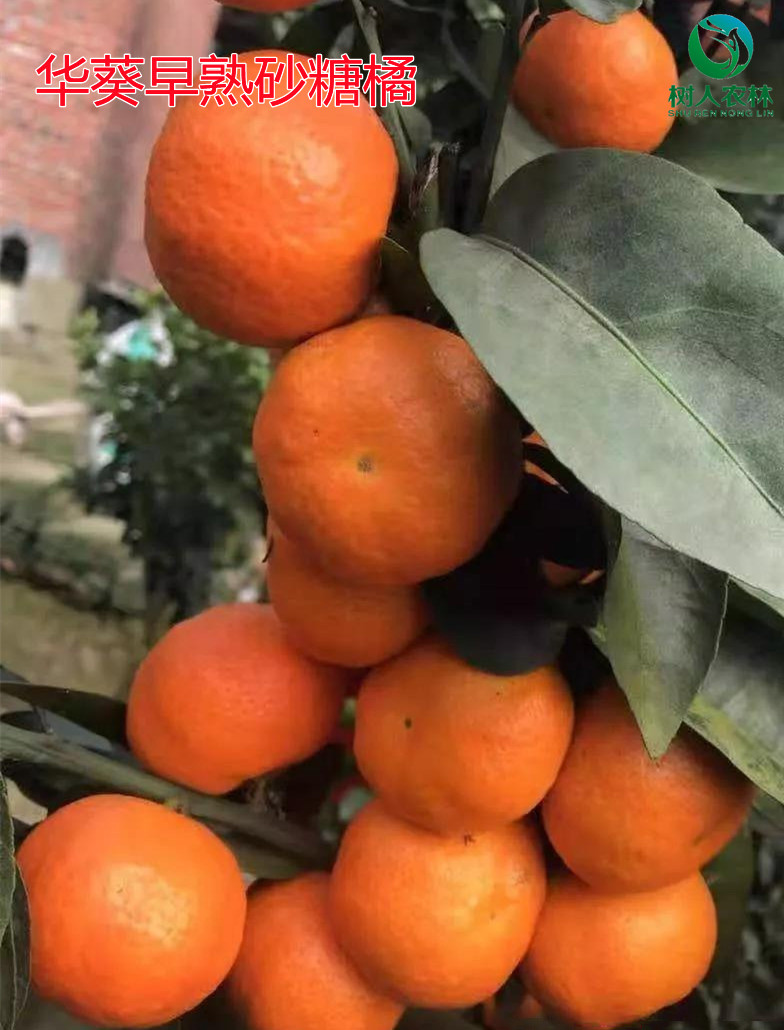 湖南樹人農(nóng)林科技有限公司,湖南柑橘品種銷售,中國(guó)果樹網(wǎng),常綠果樹類哪里好