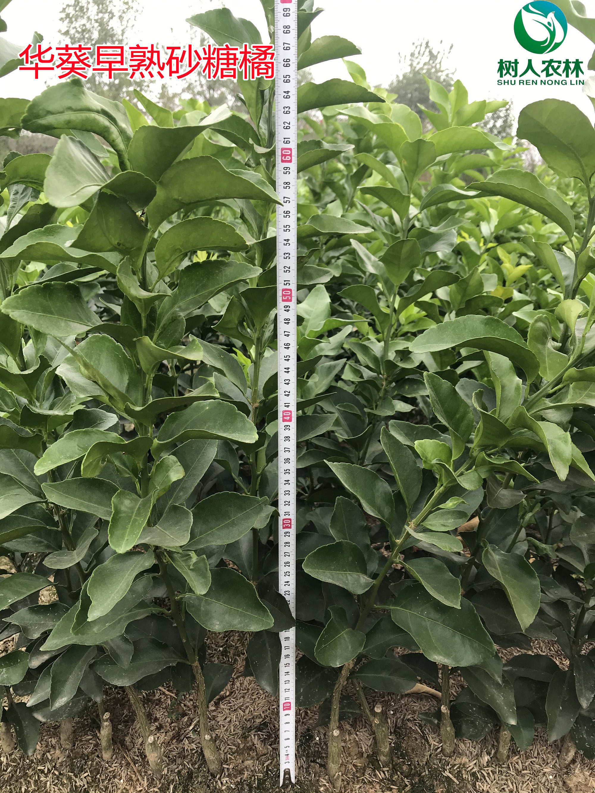 湖南樹人農(nóng)林科技有限公司,湖南柑橘品種銷售,中國(guó)果樹網(wǎng),常綠果樹類哪里好