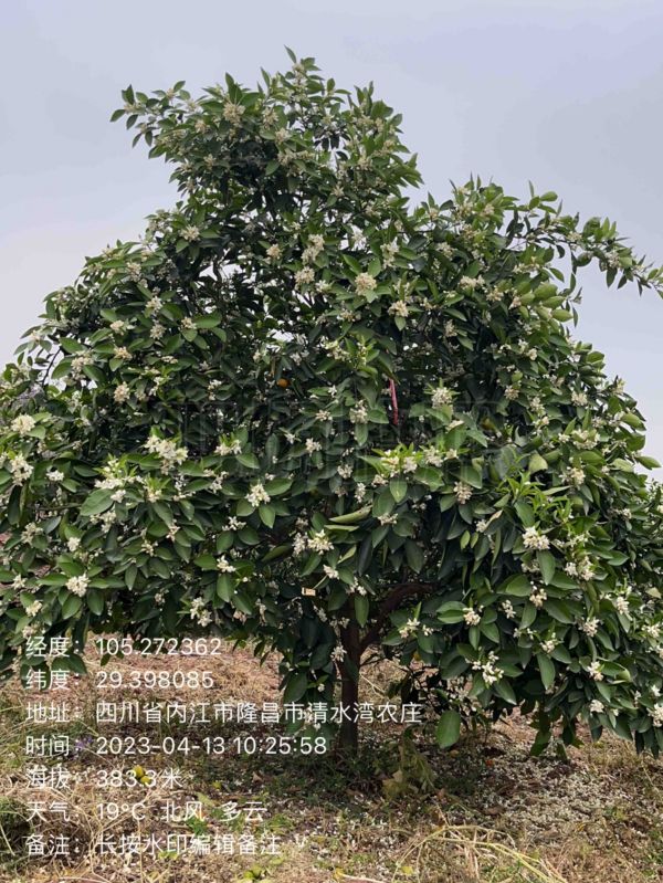 湖南樹人農林科技有限公司,湖南柑橘品種銷售,中國果樹網,常綠果樹類哪里好